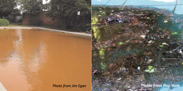 Spooky scary pool stories