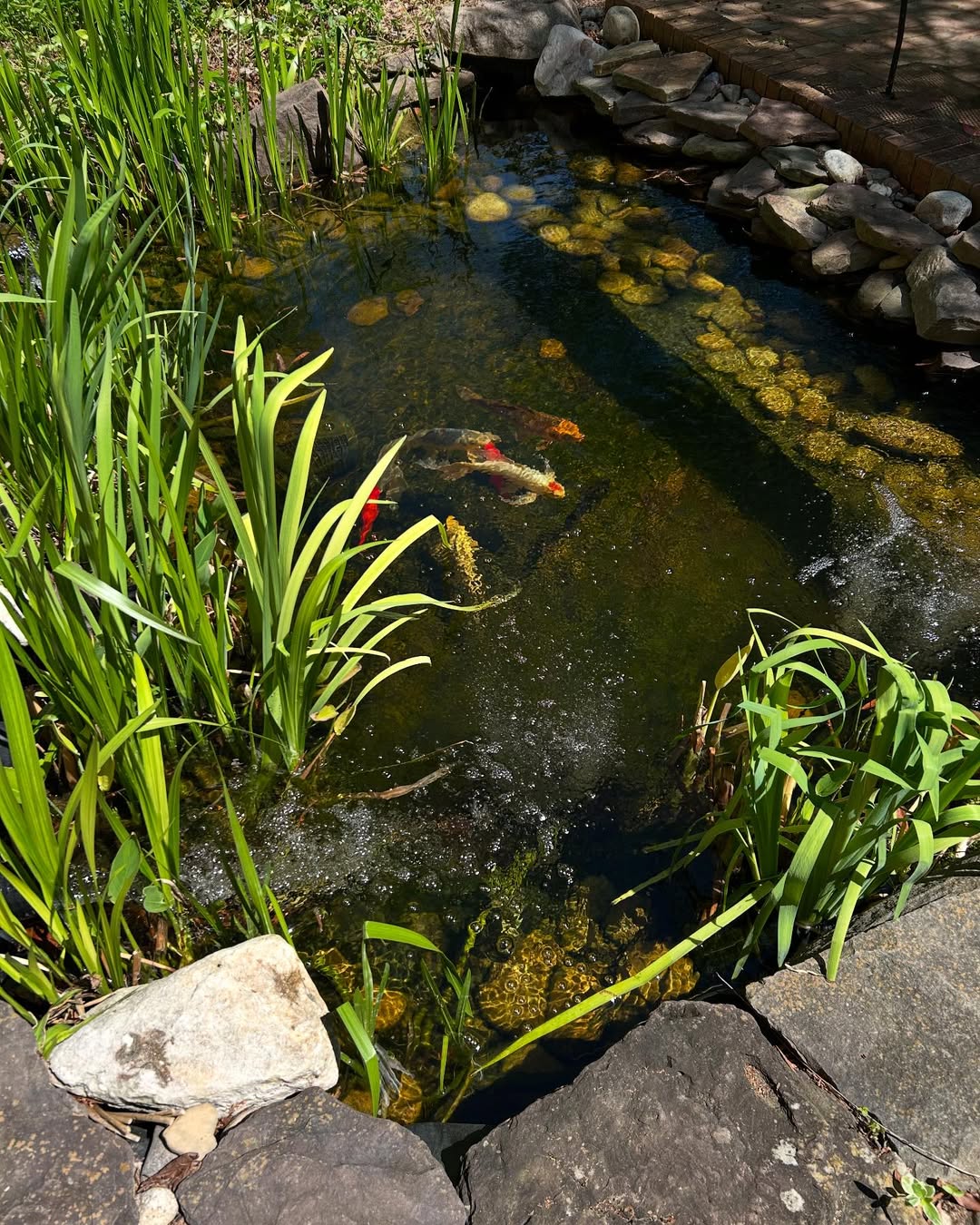 Atlantic OASE - koi fish