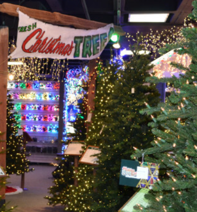 Holiday Bright Lights - christmas trees