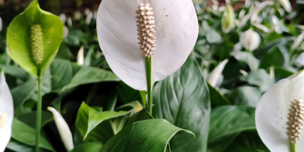 freshwater Farms - peace lily