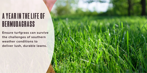 A year in the life of bermudagrass