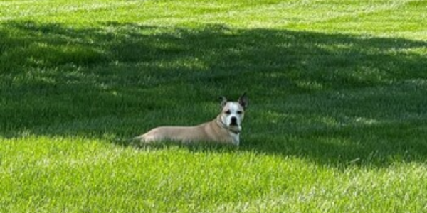 OCS - The TurfMutt Foundation identifies the top backyarding trends for 2025