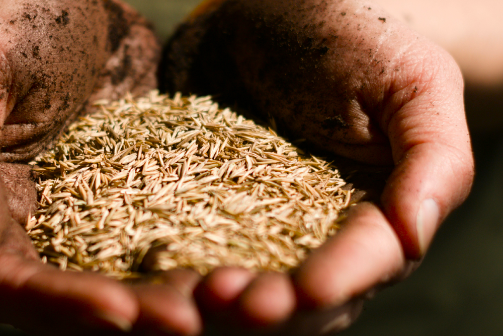 Hands cupped around grass seed