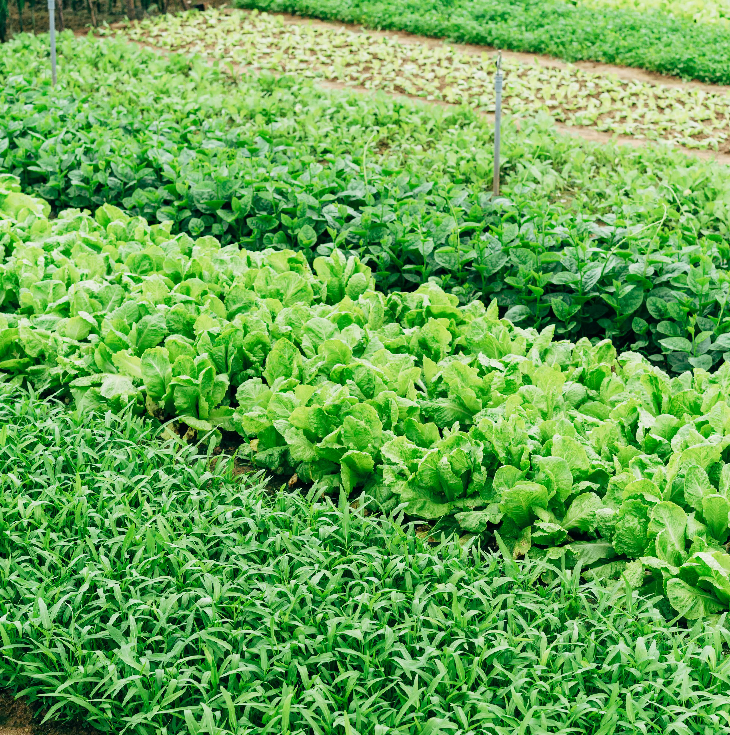 Sustainable Priorities