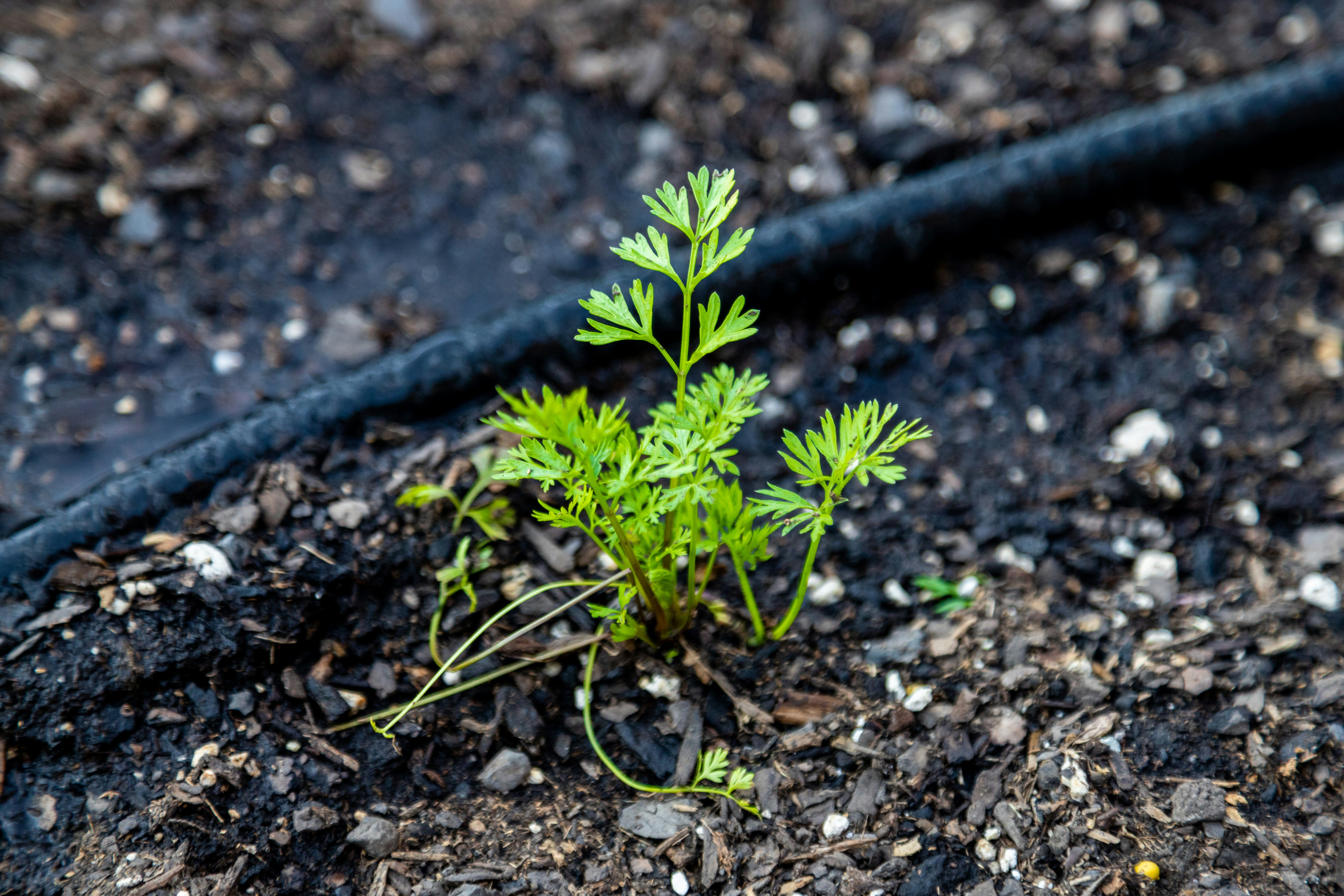 Image of garden bed with drip irrigation pipes winding between a bush and some grass