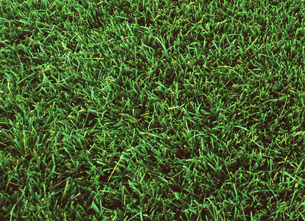 RFT - Close Up Regrowth