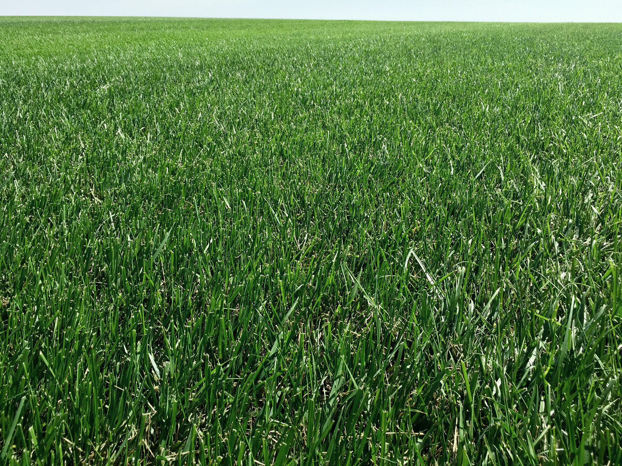 RFT - Farm in Illinois