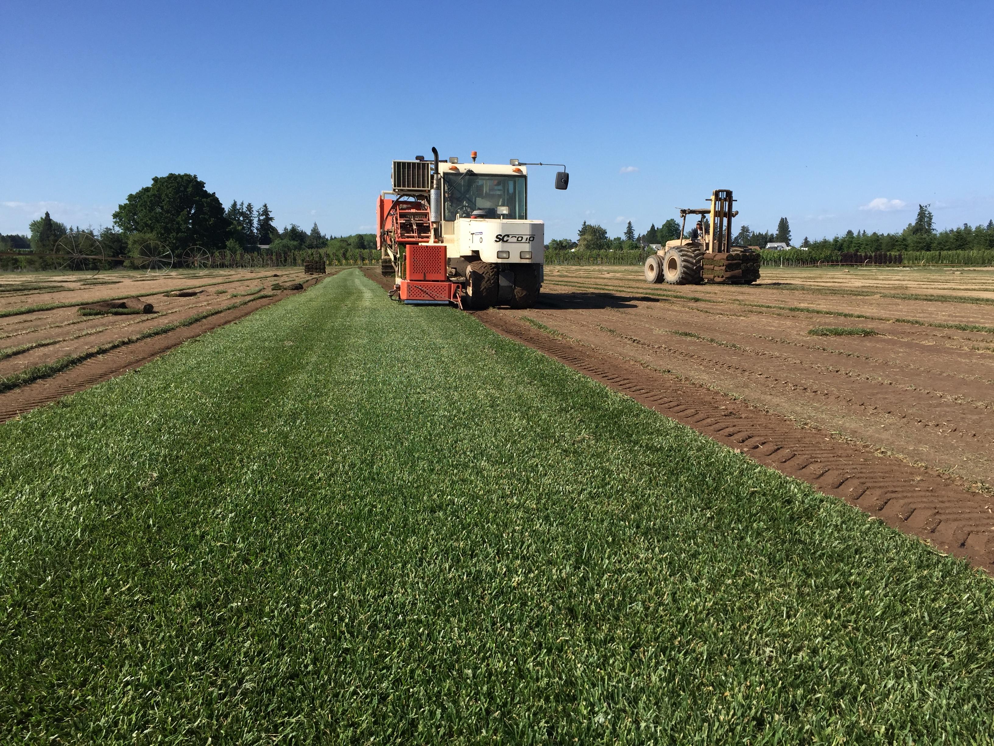 RFT - Sod Production