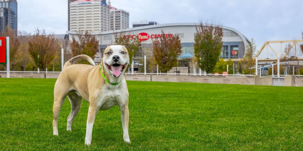 The TurfMutt Great Lawn at Waterfront Park becomes stage for lawn-mowing GUINNESS WORLD RECORDS™ event